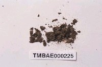 藏品(卷葉濕地苔)的圖片